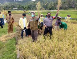 Panen, Bupati Irfendi Arbi Pastikan Ketersediaan Pangan