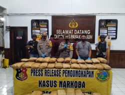 Luar Biasa, Polres Payakumbuh Amankan 100 Paket Ganja
