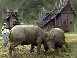 Patung Kerbau di Halaman Museum Istano Pagaruyung dan Cerita Asal Nama Minangkabau