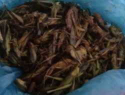 Randang Belalang: Sebuah Kuliner Tradisional Nan Lezat