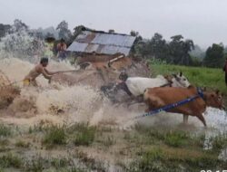 Alek Pacu Jawi 2022 di Nagari Labuah Mulai Dibuka dan Berlangsung Meriah