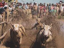 Bupati Tanah Datar Hadiri Penutupan Alek Pacu Jawi di Padang Laweh Sungai Tarab