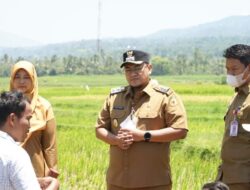 Di Tanah Datar Pupuk Subsidi Langka, Kompos Jadi Alternatif