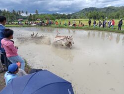 Alek Pacu Jawi di III Koto Kec. Rambatan Ditutup Secara Resmi Oleh Bupati Tanah Datar