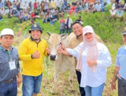 Wabup Richi Aprian Buka Secara Resmi Alek Pacu Jawi di Ampalu, Nagari Gurun
