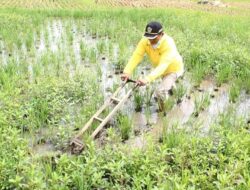 Posyantek Nagari Limokaum Raih Peringkat Tiga Provinsi