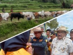 Bupati Eka Putra Buka  ‘Alek Pacu Jawi’ di Jorong Padang Panjang Nagari Pariangan, Mantan Bupatipun Ikut Hadir