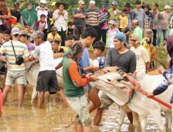 Wabup Richi Aprian Buka Acara Pacu Jawi Perdana di tahun 2023