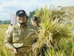 Wabup Richi Aprian Hadiri Panen Padi Percontohan Eco Farming di Pagaruyung