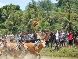 Wabup Richi Aprian Tutup Acara Pacu Jawi di Rambatan
