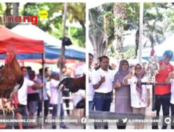 Festival Ayam Kukuak Balenggek ‘Sawahlunto Robowikti Farm Cup II’ Resmi Dibuka