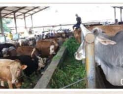 Pemkab Tanah Datar Berkurban 18 Ekor Sapi dan 3 Kambing, Ini Daerah Distribusinya