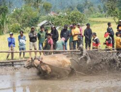 Bupati Tanah Datar Tutup Secara Resmi Alek Pacu Jawi di Nagari Simabur