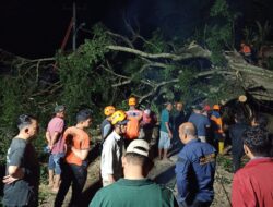 Pohon Beringin di Gudam, Pagaruyung Tumbang, Petugas Bersama Masyarakat Sigap Membersihkan Lokasi