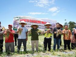 Bupati Hadiri Panen Bawang Varietas Birma di Parambahan