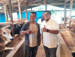 Wabup Richi Aprian Kunjungi Usaha Penggemukan Sapi di Tabek, Kec. Pariangan