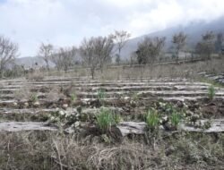 Abu Vulkanik Gunung Marapi Landa Aia Angek, 180 Hektar Lahan Rusak