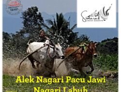 Pacu Jawi Meriahkan Alek Nagari Labuah dalam Rangka Satu Nagari Satu Even