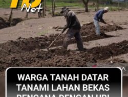 Masyarakat Tanami Ubi di Lahan Bekas Bencana Galodo di Tanah Datar