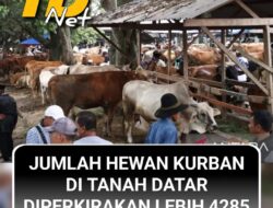 Hewan Kurban di Tanah Datar Tahun Ini Diperkirakan Lebih dari 4200 Ekor