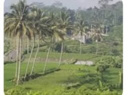 Mengenal Kearifan Lokal Pagang Gadai Kelapa di Nagari Limakaum