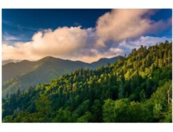 Suara Hati Hutan dan Pentingnya Konservasi Hutan, Apakah Hutan Indonesia Sudah Baik?