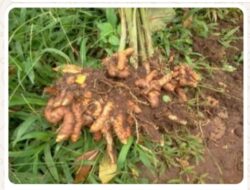 Sudah Saatnya Kita Peduli dengan Pelestarian Tanaman Obat di Sekitar Kita