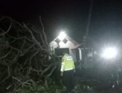 Truk Kontainer Tabrak Pohon Dekat Simpang Asrama Polisi Batusangkar, Kabel Listrik Putus, Petugas PLN dan Satlantas Gerak Cepat