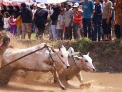 Alek Pacu Jawi di Sungai Tarab Resmi Ditutup,  Bupati Diwakili Kadis Parpora Sampaikan Pesan