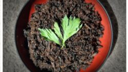 Gastronomi dalam Lintas Waktu: Eksistensi Rendang Belalang yang Takkan Pernah Hilang