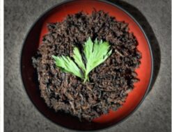 Gastronomi dalam Lintas Waktu: Eksistensi Rendang Belalang yang Takkan Pernah Hilang