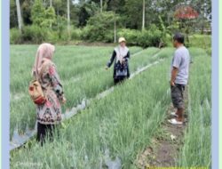 Koordinator BPP Bersama POPT Kecamatan Lima Kaum Laksanakan Monitoring Lapangan ke Kebun Kelompok Tani Sawah Bandar