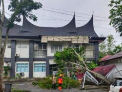 Pohon Tumbang di Pagaruyung, Timpa Beberapa Bangunan