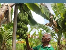 Kampung Reforma Agraria Baumata di Kupang, Capai Kemandirian Ekonomi Melalui Budidaya Pisang CavendishU