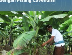 Berdaya dengan Akses Reforma Agraria, Desa Asahduren Lebih Produktif dengan Pisang Cavendish