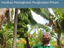 Reforma Agraria Ubah Pola Pikir Warga Desa Baumata di Kabupaten Kupang, Hasilkan Peningkatan Penghasilan Petani