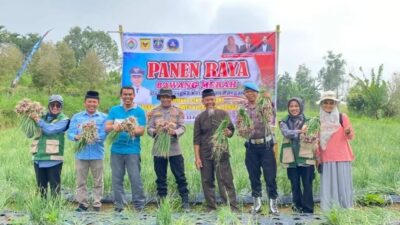 Kapolsek Sungai Tarab Hadiri Panen Raya Bawang Merah Program Ketahanan Pangan Dana Desa