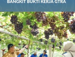 Jadi Kawasan Agrowisata Favorit Kota Palu, Kebun Anggur Duyu Bangkit Bukti Kerja GTRA