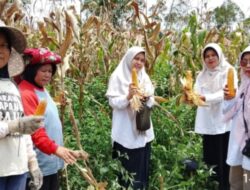 Kunjungan Kerja Dinas Pertanian Dalam Rangka Panen Jagung Di Nagari Kumango