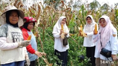 Kunjungan Kerja Dinas Pertanian Dalam Rangka Panen Jagung Di Nagari Kumango