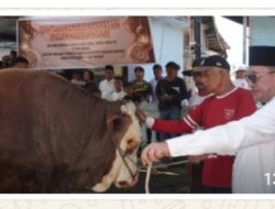Sapi Kurban Bantuan Presiden RI Jenis Simental Seberat 1,2 Ton Disembelih di Koto Baru, Kec. Sungai Tarab
