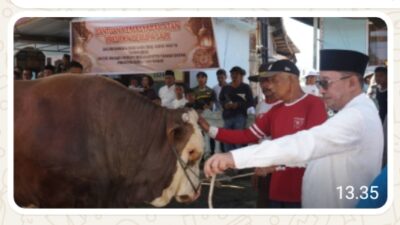 Sapi Kurban Bantuan Presiden RI Jenis Simental Seberat 1,2 Ton Disembelih di Koto Baru, Kec. Sungai Tarab