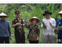Sinergi Kejaksaan dan Pemkab Tanah Datar: Panen Raya Bawang Merah, Perkuat Ketahanan Pangan dan Tekan Inflasi